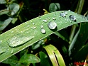 goute feuille